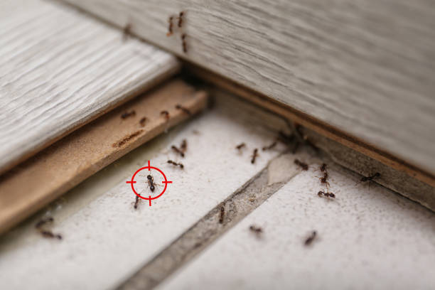 Best Rodent Control Near Me  in Fresno, TX